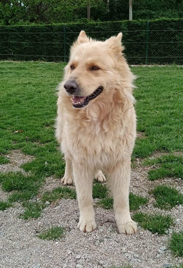 SosAbuelos1's tweet photo. #ACoruña
Este bombón de 32 kg y 7 años es #FENIX y está en perrera

Es algo timidillo con quien no conoce, pero en cuanto establece lazos es noble, bueno, fiel y protector

Se lleva bien con otros perretes

Puede viajar con protocolo de protectora 

Contacto: WhatsApp 687209035 https://t.co/lcHIpFkMzA