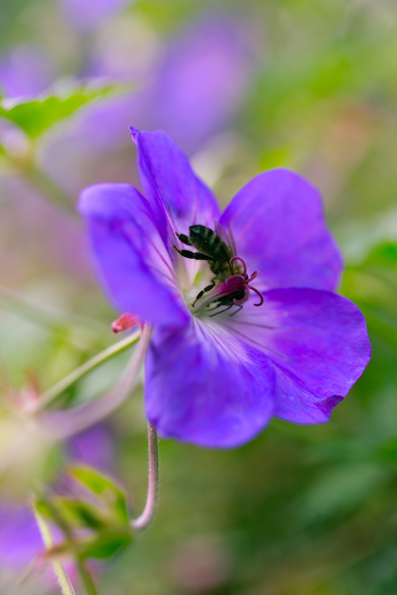 Run_fly_Smile's tweet photo. Always laugh when you can. It is cheap medicine 😊

Lord Byron

#Laugh #Medicine #Byron #Flower https://t.co/rFLtRQ39kh