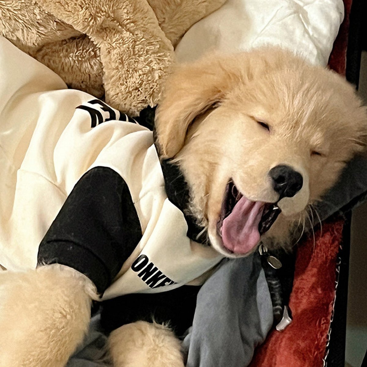 Jackherer30's tweet photo. My pup’s sleepy cuddles make every rough day feel brand new  What’s your pet’s little mood lifter https://t.co/8UXCQEzWKN
