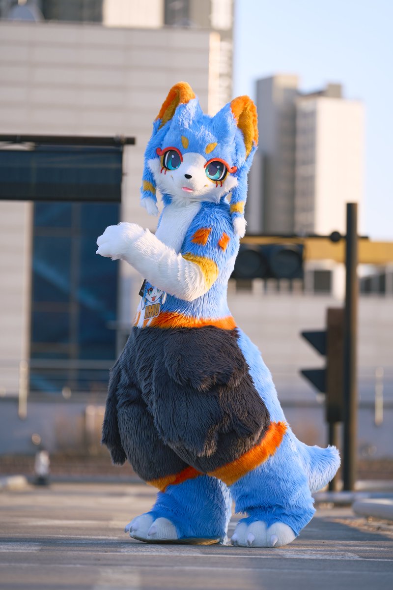 IMU_AB's tweet photo. 에..? 이쪽이 아니라구요...?💦
그럼 어디로 가야해요...?

📸 : @kemochuki 

#FursuitFriday
#IMU https://t.co/XQq8T62JqQ