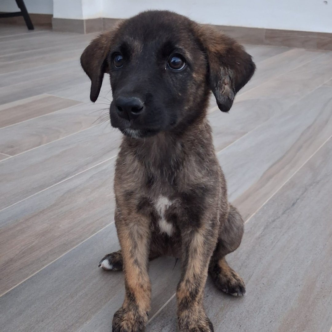 NuevaVidaAdop's tweet photo. #madrid 
LUNITA TRISTE cachorra mestiza de 3'5 meses ABANDONADA 
NECESITA #casadeacogida o #adopcionresponsable 
Sociable con niños 🐶🐱
Se entrega chipada,vacunada,desparasitada y CON compromiso de castración 
CONTACTO: 
📩facenuevavida@gmail.com
#cachorros #adopta #adoptame https://t.co/N9WuXdUn5M