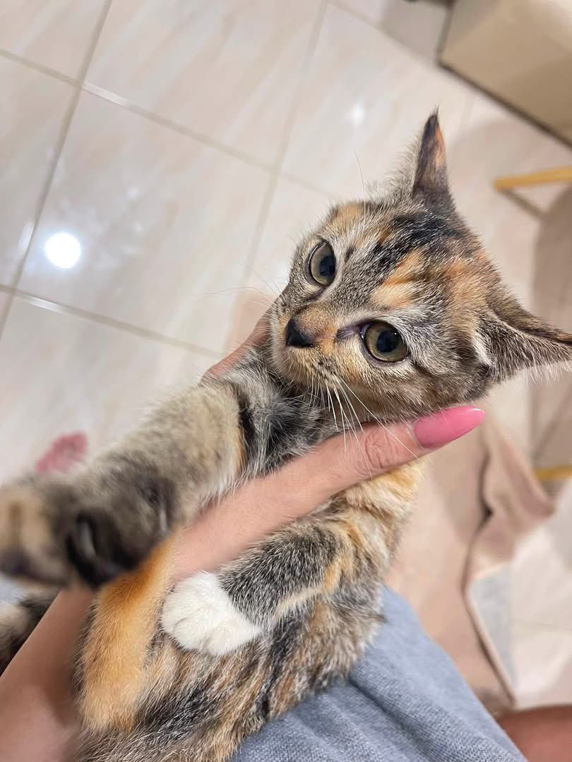 A_Kawin's tweet photo. #แมวหาบ้าน

ฟรีค่ะ 🩷หาบ้านให้น้องค่ะ

พิกัด รังสิต คลองสาม 

แม่เปอร์เซียสก็อตติส 🐱

ขอคัดบ้านนะคะ  https://t.co/Aq3Td7MaTS https://t.co/p4brdTSHkn