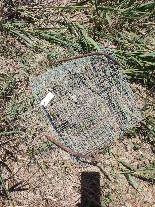 VaersaGva's tweet photo. 🌿🐢 Localització i protecció de nius de tortuga d'estany a la Marjal dels Moros. Una de les poblacions més importants de tortuga d'estany (Emys orbicularis) de la CV. Les brigades #XarxaNatura2000 desenvolupen una tasca de protecció dels seus nius durant els mesos de nidificació https://t.co/BWixxu6kPM