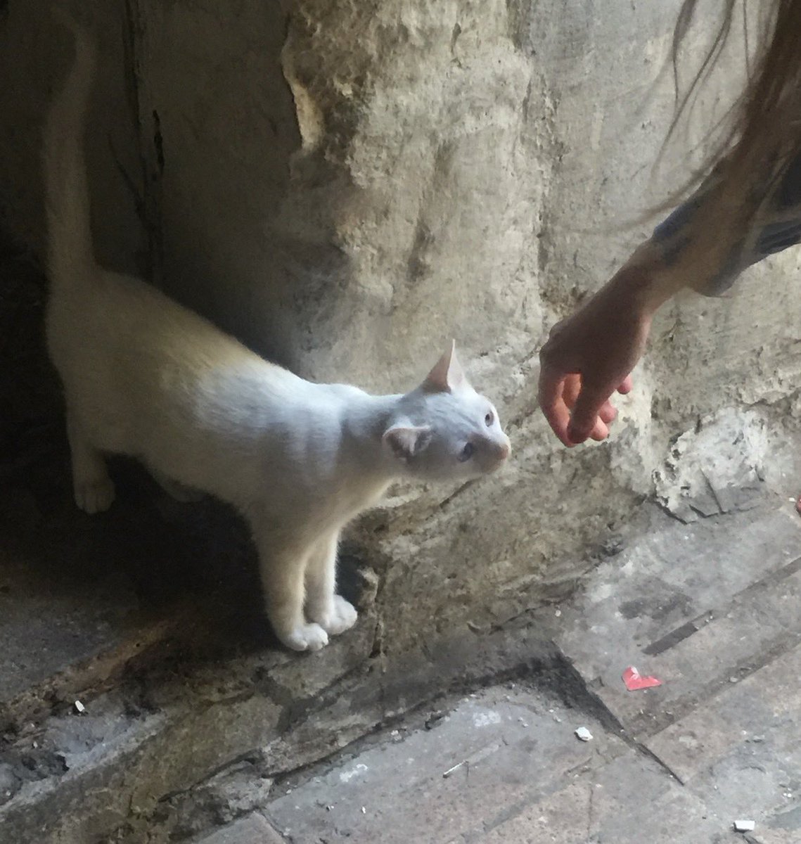 NDEPZR's tweet photo. #cats in windows ESSAOUIRA #katzeninfenstern #catsofx #morocco #catsinwindows 07/26 
[ /ᐠ ̥ ̣̮ ̥ ᐟ\ﾉ ] [ /ᐠ .ᆺ. ᐟ\ﾉ ] https://t.co/AZMIMAmYm4