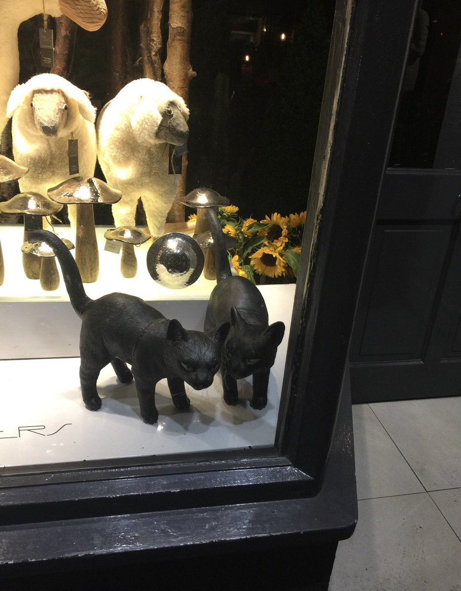 NDEPZR's tweet photo. #cats in windows IRELAND  #katzeninfenstern #catsofx #eire #catsinwindows 
[ /ᐠ ̥ ̣̮ ̥ ᐟ\ﾉ ] [ /ᐠ .ᆺ. ᐟ\ﾉ ] https://t.co/HkD7qRnXTQ