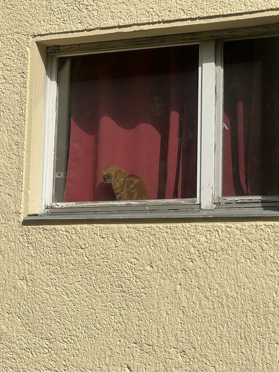 NDEPZR's tweet photo. #cats in windows STEGLITZ #katzeninfenstern #catsofx #berlin #catsinwindows 07/26 
[ /ᐠ ̥ ̣̮ ̥ ᐟ\ﾉ ] [ /ᐠ .ᆺ. ᐟ\ﾉ ] https://t.co/kY7nhBDkDl