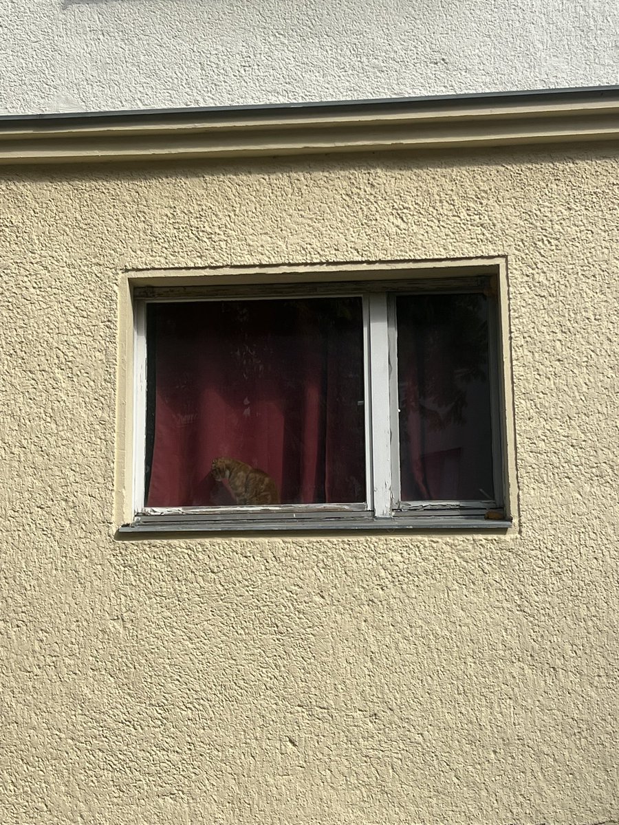 NDEPZR's tweet photo. #cats in windows STEGLITZ #katzeninfenstern #catsofx #berlin #catsinwindows 07/26 
[ /ᐠ ̥ ̣̮ ̥ ᐟ\ﾉ ] [ /ᐠ .ᆺ. ᐟ\ﾉ ] https://t.co/kY7nhBDkDl