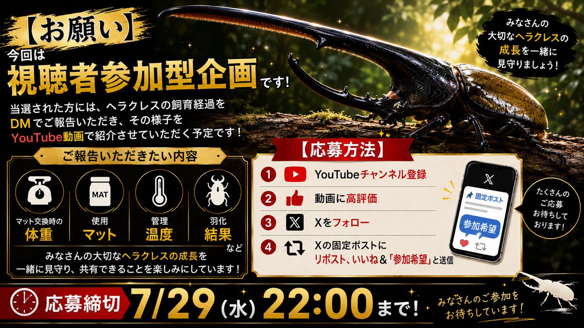 miotokabukuwa's tweet photo. 【100人突破記念企画】

応援してくださった皆様への感謝を込めて、
N×00181インブリード血統 初令幼虫3頭を1名様にプレゼント🎁✨

【お願い】
今回は視聴者参加型企画です。
当選された方には、
・マット交換時の体重
・使用マット
・管理温度
・羽化結果
などをDMでご報告いただき、その経過をYouTube動画で紹介さ���ていただく予定です。

【応募方法】
・YouTubeチャンネル登録
・動画に高評価
・Xをフォロー
・このポストをリポスト、いいね＆「参加希望」とコメント✍️

⬇️チャンネルはこちらから⬇️
https://t.co/ApaBS1q7Yi