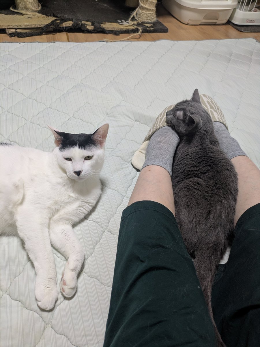 mini22minim's tweet photo. 猫カフェ☕️で猫まみれ✨
膝の上に乗ってきてくれた子は
スタッフ猫さん🥰
人以上の接客ぶりに癒されました🍀

その他の20匹くらいの子達は譲渡対象猫さん。
人馴れ凄くて、大事にされているのがわかる✨ https://t.co/uyqX7FKEQi