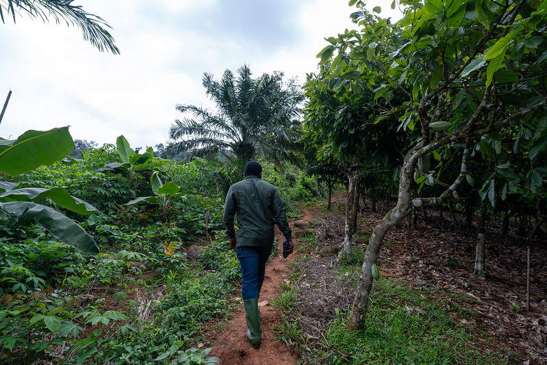 UN-REDD Programme tweet media