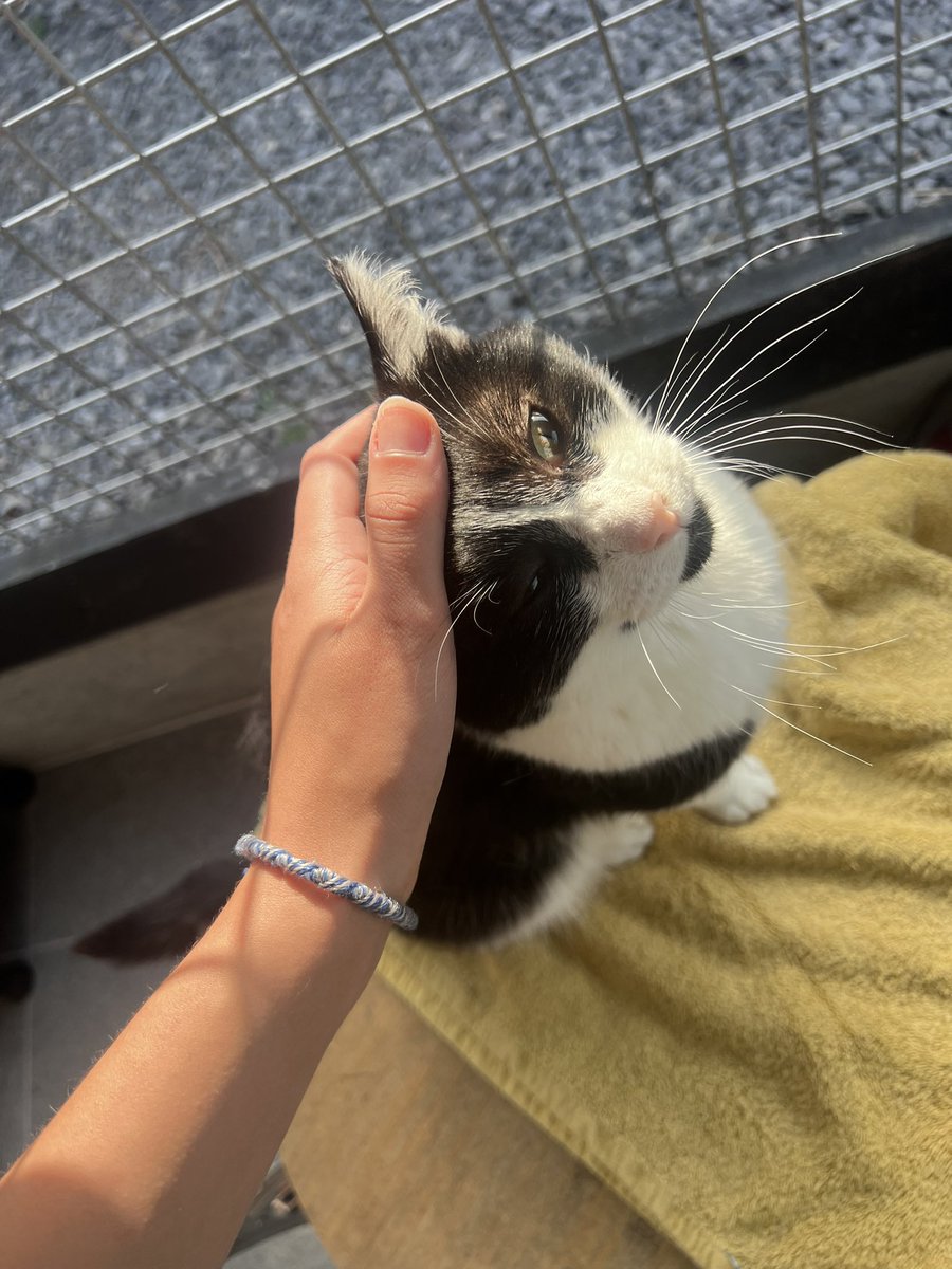 lom_pln's tweet photo. Me suis chopée une amende à la place de la payer travaux d’intérêt généraux mais c dans un refuge pr chat jvais commettre plus de délit moi https://t.co/ntxXJ8Ulxf
