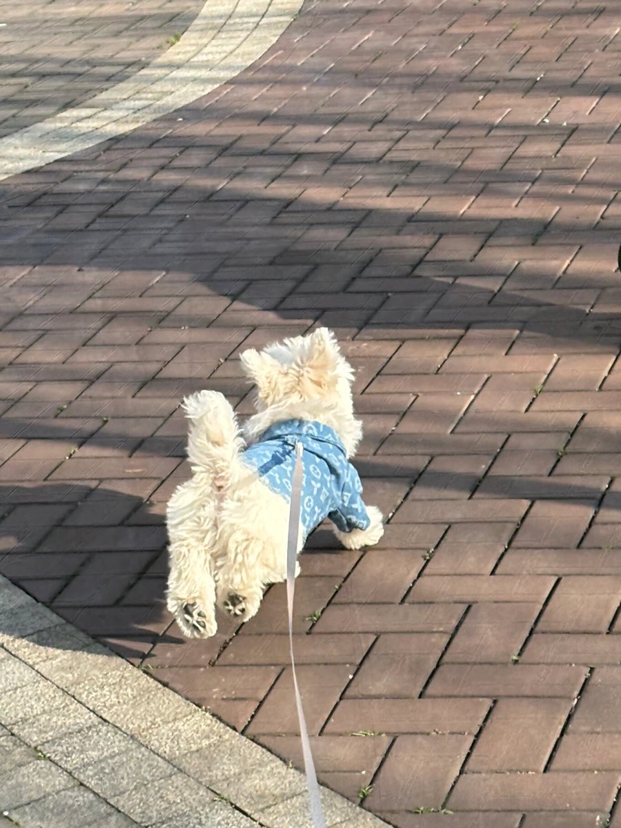 lesther422's tweet photo. My tiny puppy who couldn’t even walk steadily 3 months ago just fetched his first toy ball today – the sweetest growth win ever! https://t.co/22xQyMkuhc