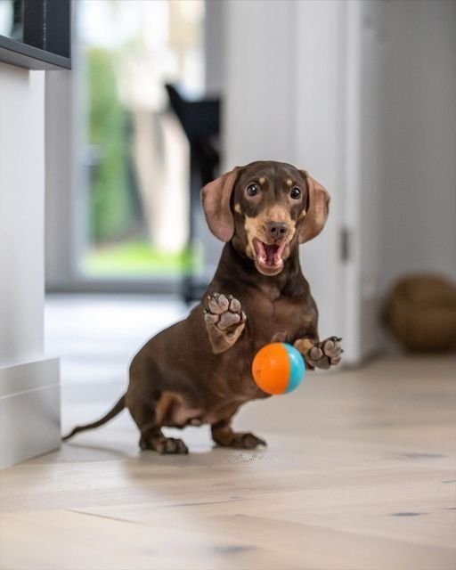Dachsundlovers's tweet photo. How do you feel when you see me?🥰🥰 https://t.co/goOTgs4h8c