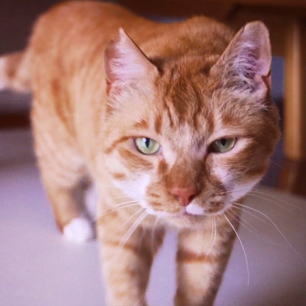 hatiwarebrother's tweet photo. ぼく達元野良猫
3年くらいお外にいたけど
お家の子になって2年
今日うちのコ記念日
https://t.co/FiN9WHxzQS
#保護猫
#猫のいる幸せ
#猫好きさんと繋がりたい
#ねこかわいい https://t.co/YHWrGqcCL2