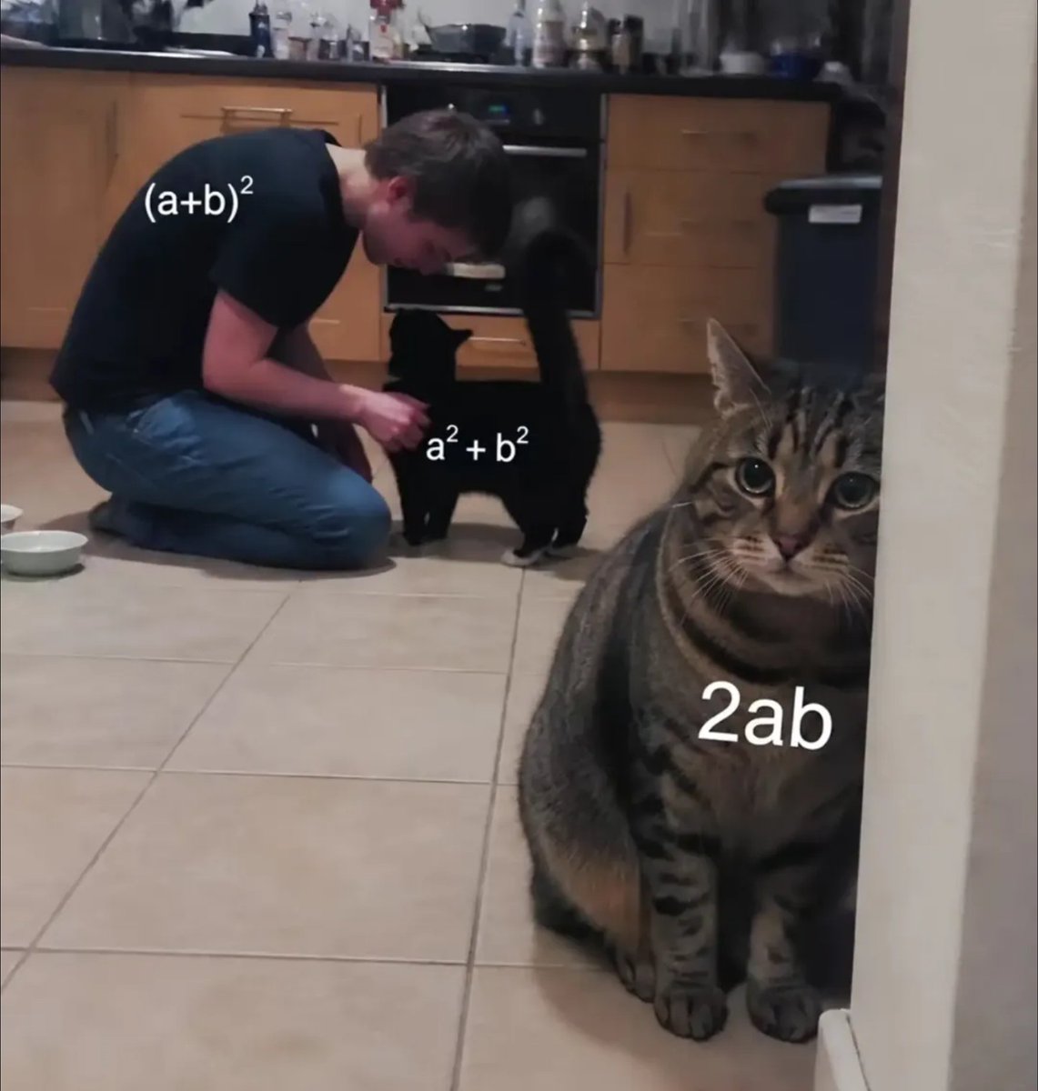 MathXGeek's tweet photo. Just when you thought "(a+b)²" was just "a² + b²," but suddenly "2ab" pops up and you completely forgot about it. 😿
#math #algebra #mathmemes #school #mathteachers
6d https://t.co/SZNJqkZIN5