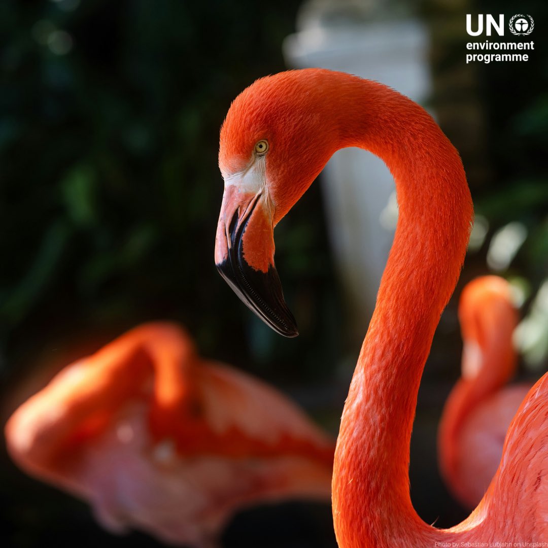 UNEP's tweet photo. Healthy ecosystems & human development can and should go hand in hand.

Policies that balance conservation with community needs, like sustainable fisheries and wildlife management, show us how to thrive while protecting nature.

See how responsible action benefits all: https://t.co/fGe2AcWsHb