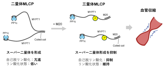 koho_center1's tweet photo. 【News】
血圧や細胞運動を制御する酵素の新たな制御機構を解明
― 長年未解明だったミオシン軽鎖脱リン酸化酵素サブユニットM20の機能が初めて明らかに ―
詳しくは大学HPへ
https://t.co/OvbOfcuezZ https://t.co/kV84V2WAq6