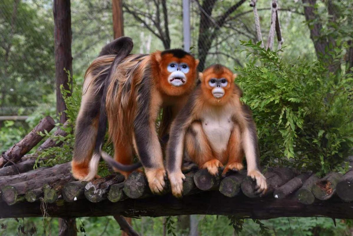 DailyBeijing's tweet photo. China makes extensive use of infrared cameras, remote video monitoring, and digital networks to dynamically track the movement patterns and population sizes of wild golden snub-nosed #monkeys. #ChinaTech https://t.co/yWXDOSCfg8