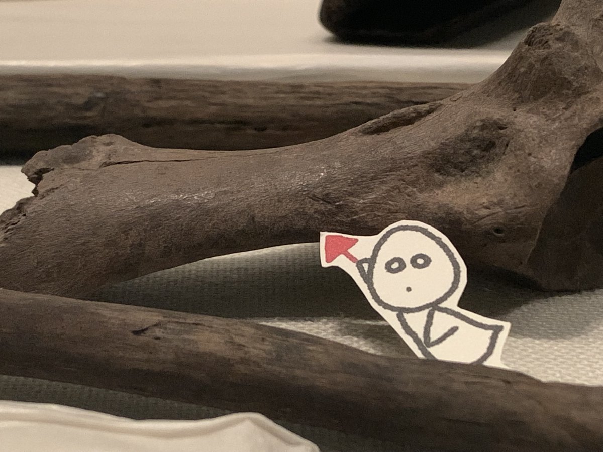wrekisi's tweet photo. よく見ていただくと、展示ケースの中にも小さなキャラクターが！
鳥浜貝塚で捨てられた6000年前の動物の骨にのこるカットマークを指し示してくれています！
動物を解体するときについた石器による傷です。
よ～く観察してみてください。

#カットマーク #骨 #縄文 ＃鳥浜 ＃福井県 https://t.co/LMRBCsi1re