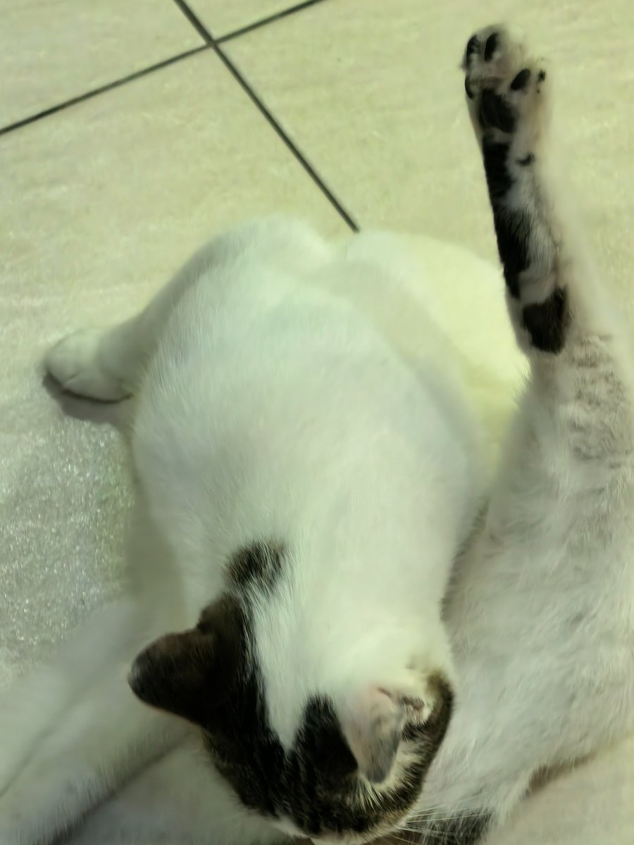 Mango3245810's tweet photo. 大猫脚 https://t.co/bBWVWDZTZB