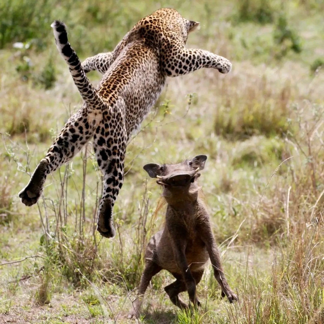Kilonzo3340's tweet photo. PUMA. https://t.co/HriDvXp9OG