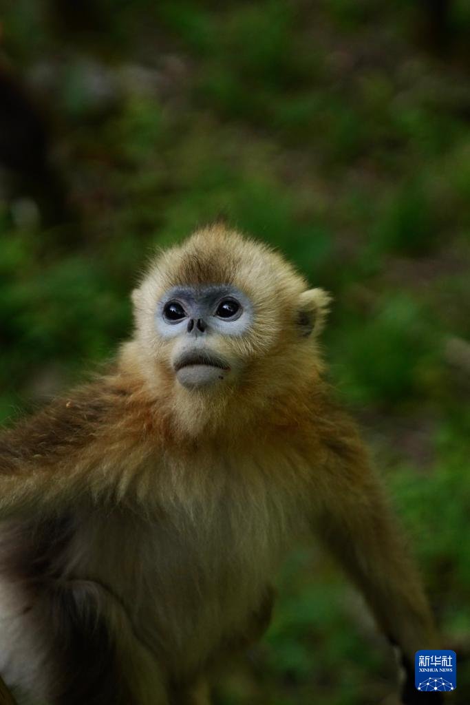 BeijingEvening's tweet photo. China makes extensive use of infrared cameras, remote video monitoring, and digital networks to dynamically track the movement patterns and population sizes of wild golden snub-nosed #monkeys. #ChinaTech https://t.co/lqcUdYt9y6