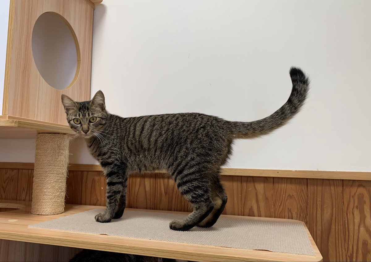 necoutatane's tweet photo. 今年カフェうたたねから譲渡したキジ猫が自宅から迷子になりました。

迷子になった日　7月23日
場所　宮崎市生目南中学校近く
キジ猫　女の子 1歳
名前　まるちゃん

見かけた方は追いかけたり捕獲しようとせずに下記まで至急連絡ください🙇‍♀️

080-4287-3580 https://t.co/Vhwmpxh5s2