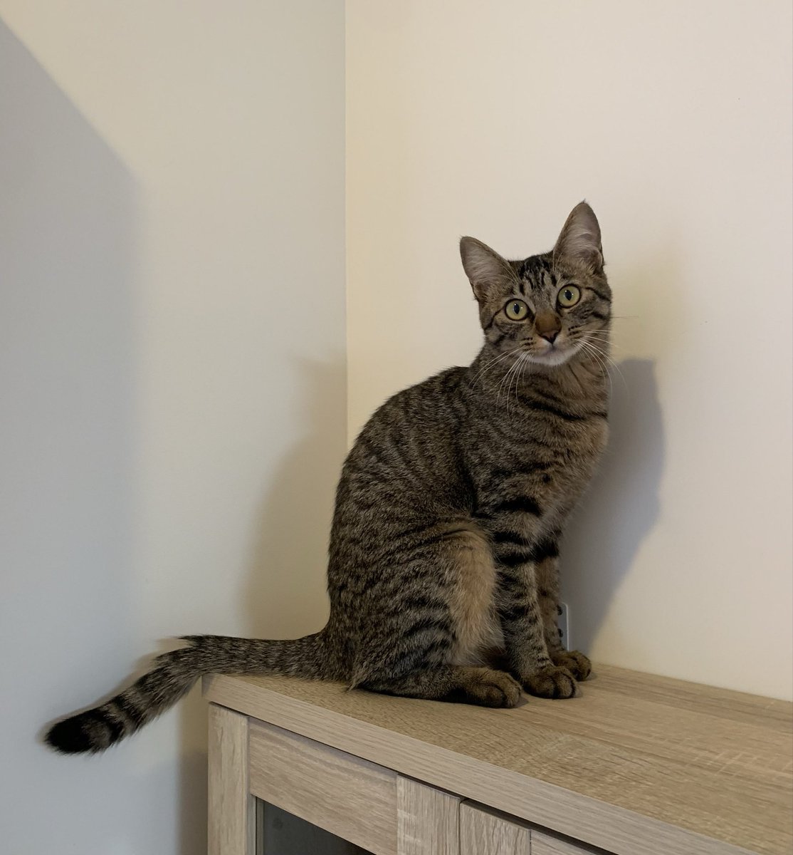 necoutatane's tweet photo. 今年カフェうたたねから譲渡したキジ猫が自宅から迷子になりました。

迷子になった日　7月23日
場所　宮崎市生目南中学校近く
キジ猫　女の子 1歳
名前　まるちゃん

見かけた方は追いかけたり捕獲しようとせずに下記まで至急連絡ください🙇‍♀️

080-4287-3580 https://t.co/Vhwmpxh5s2