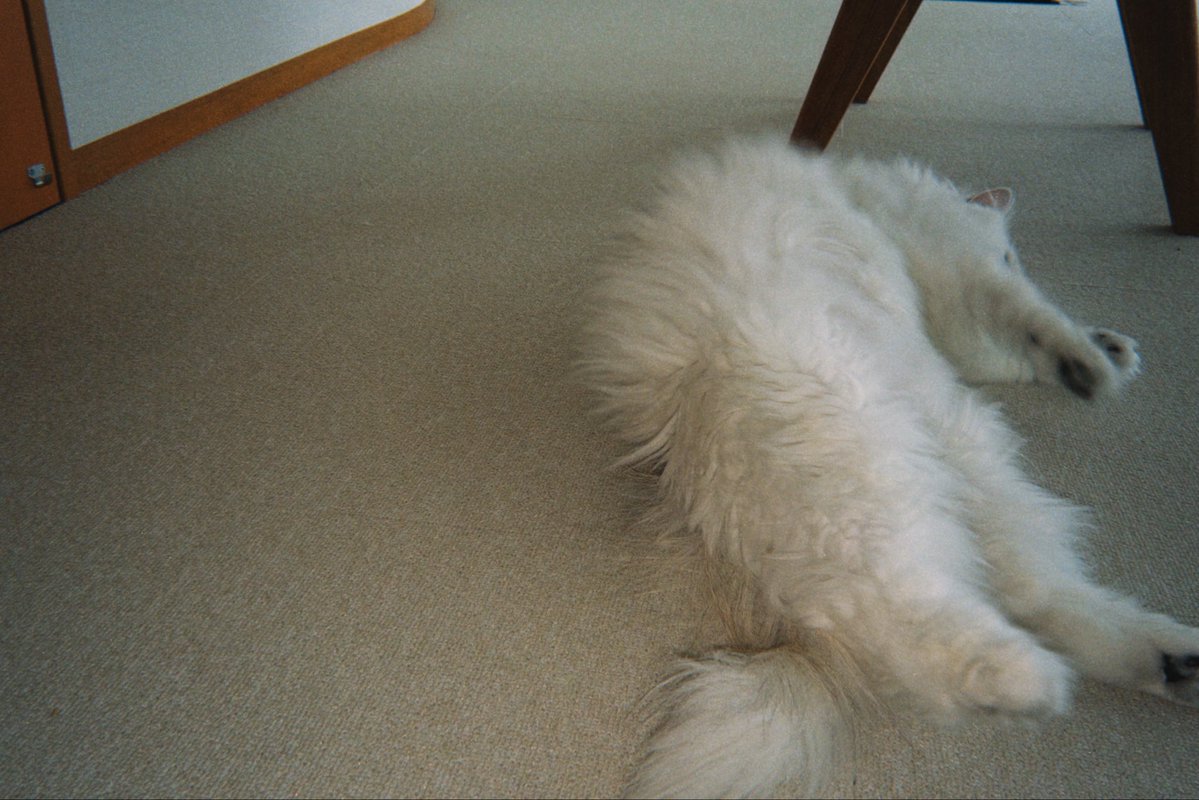 dddstction's tweet photo. うちの怠惰な猫 みいなぴ。

#ペルシャネコ #チンチラシルバー #persiancat https://t.co/qma46qg2qs