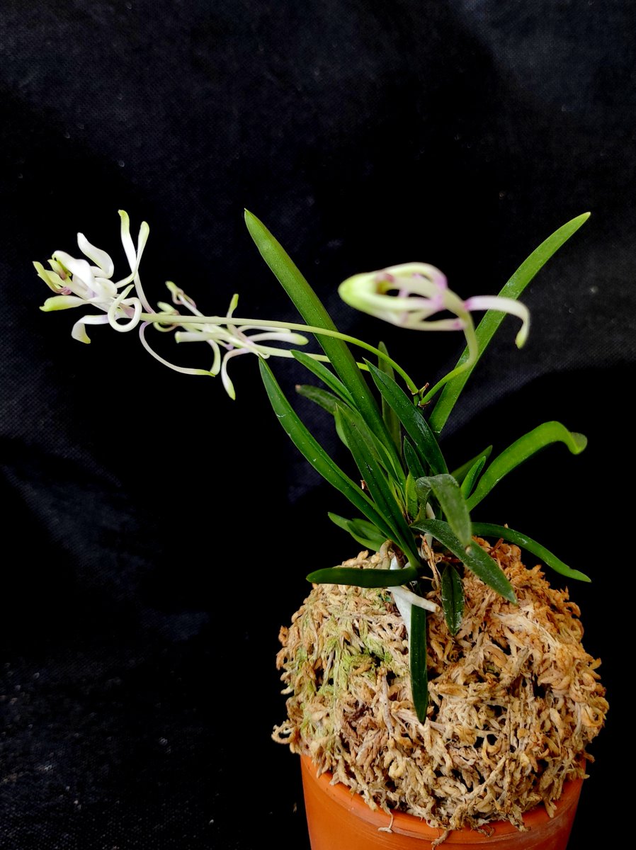 Bhyshma's tweet photo. Neofinetia falcata 'Shunkyuuden' 春及殿

Як завжди чудернацька, я завжди – з самими великими квітками )))

#orhid #neofinetia #neofinetiafalcata #neofinetiafalcatashunkyuuden https://t.co/BvPPDx5u8A
