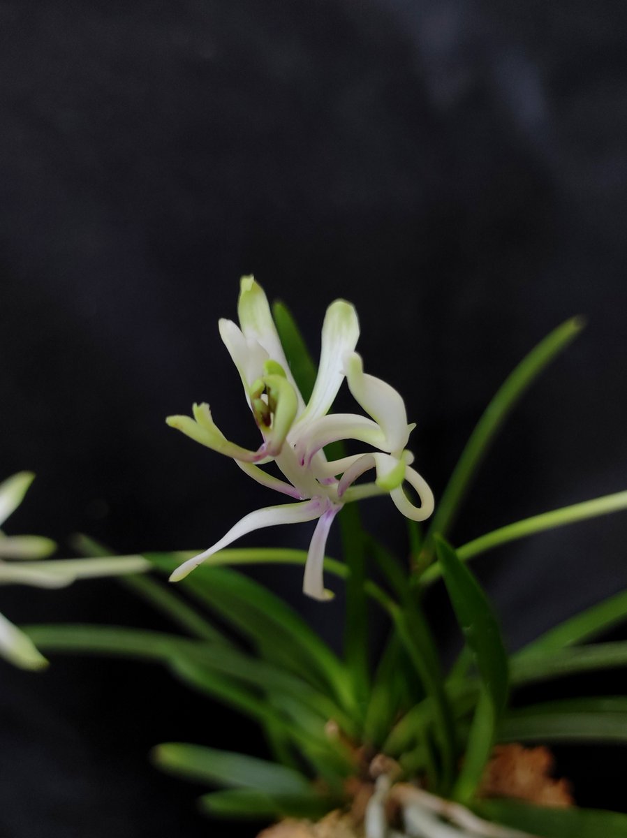 Bhyshma's tweet photo. Neofinetia falcata 'Shunkyuuden' 春及殿

Як завжди чудернацька, я завжди – з самими великими квітками )))

#orhid #neofinetia #neofinetiafalcata #neofinetiafalcatashunkyuuden https://t.co/BvPPDx5u8A