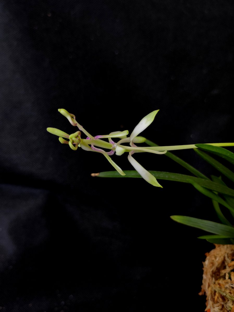 Bhyshma's tweet photo. Neofinetia falcata 'Shunkyuuden' 春及殿

Як завжди чудернацька, я завжди – з самими великими квітками )))

#orhid #neofinetia #neofinetiafalcata #neofinetiafalcatashunkyuuden https://t.co/BvPPDx5u8A