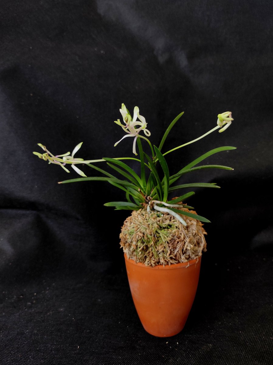 Bhyshma's tweet photo. Neofinetia falcata 'Shunkyuuden' 春及殿

Як завжди чудернацька, я завжди – з самими великими квітками )))

#orhid #neofinetia #neofinetiafalcata #neofinetiafalcatashunkyuuden https://t.co/BvPPDx5u8A