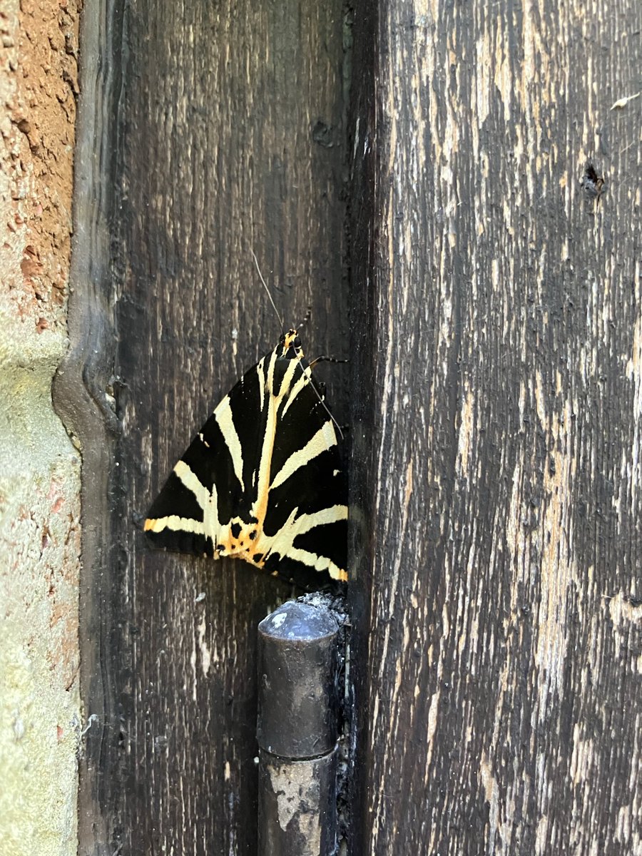 OswinEdgar's tweet photo. The man measuring our windows found this beautiful moth resting in them yesterday. It’s a Jersey Tiger moth, we think #Hedgewatch #30DaysWild https://t.co/JRl2ZLRz6n