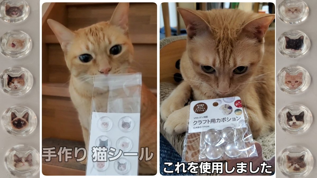 Kijinyan441's tweet photo. こんにちは😊

手作り猫シール🐈
むぎっちゅに😻見せてみた🤣

https://t.co/wAHiINvUUz

 #YouTube
 #猫
 #手作りシール
 #猫シール https://t.co/NKAVIaPQ6D