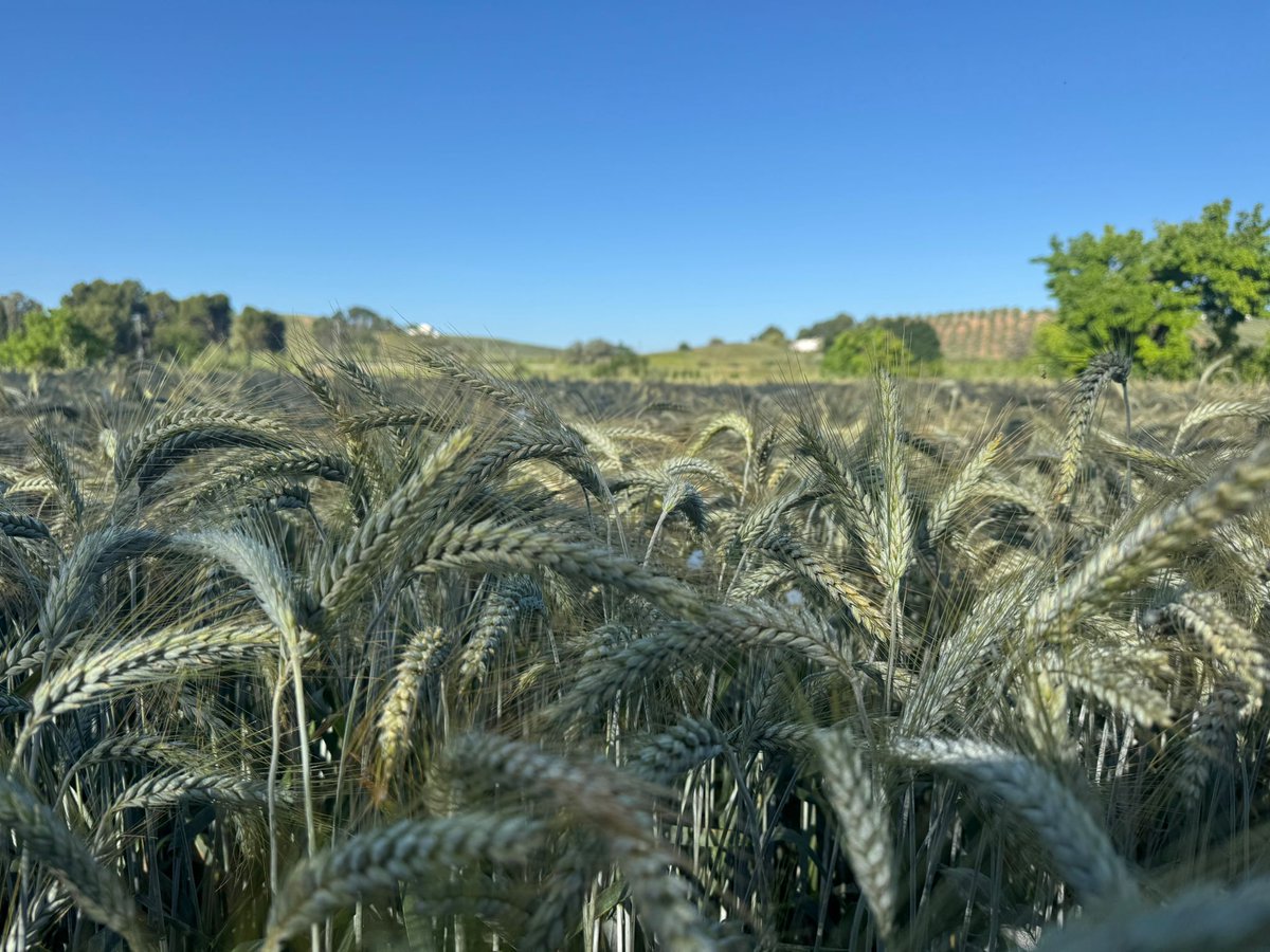 asajajaen's tweet photo. 🌱 Copa-Cogeca prevé un 2026 difícil para los cereales en la UE, pero buenas perspectivas para semillas oleaginosas y cultivos proteaginosos. Más info 👉 https://t.co/X13DZx5qmw
#Agricultura #Cereales #Oleaginosas #Proteaginosos #ASAJAJaén #UE https://t.co/gnMP58b7Up
