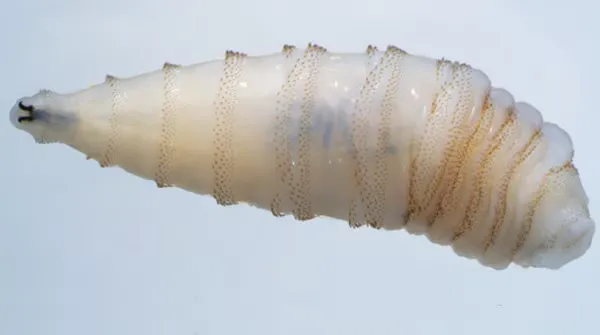 Montreal_Cane's tweet photo. @JeffreyLuscombe Also screwworms in their US Beef. A recent New World screwworm outbreak has affected multiple Texas counties following a confirmed detection in June 2026. The flesh-eating parasite—the first to hit the U.S. in decades. https://t.co/eqQxYqAzqh