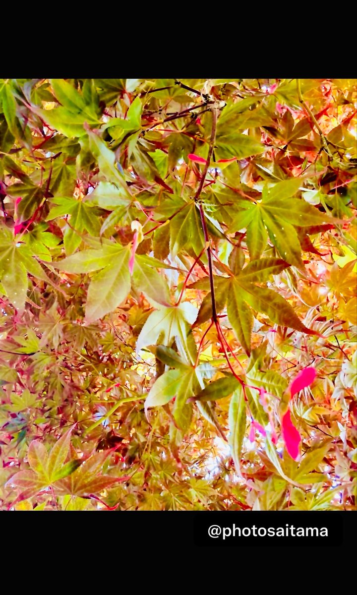 CrowKazoku's tweet photo. @keeper_of_books Good morning from under a Japanese Maple. https://t.co/JGzQZlac1q