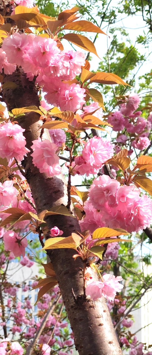 FlorenceTo35693's tweet photo. Clear sky, warm breeze, and the best of spring vibes — today’s just perfect for a walk outside! https://t.co/hOyxnav9iO