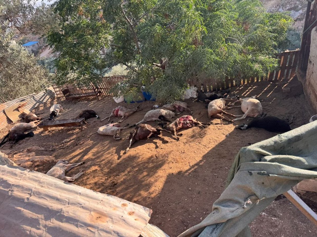 QudsNen's tweet photo. Israeli settlers poisoned a Palestinian farmer’s entire flock of sheep in Asira al-Shamaliya, north of Nablus, in the occupied West Bank this morning. https://t.co/E1oR4RviZ3