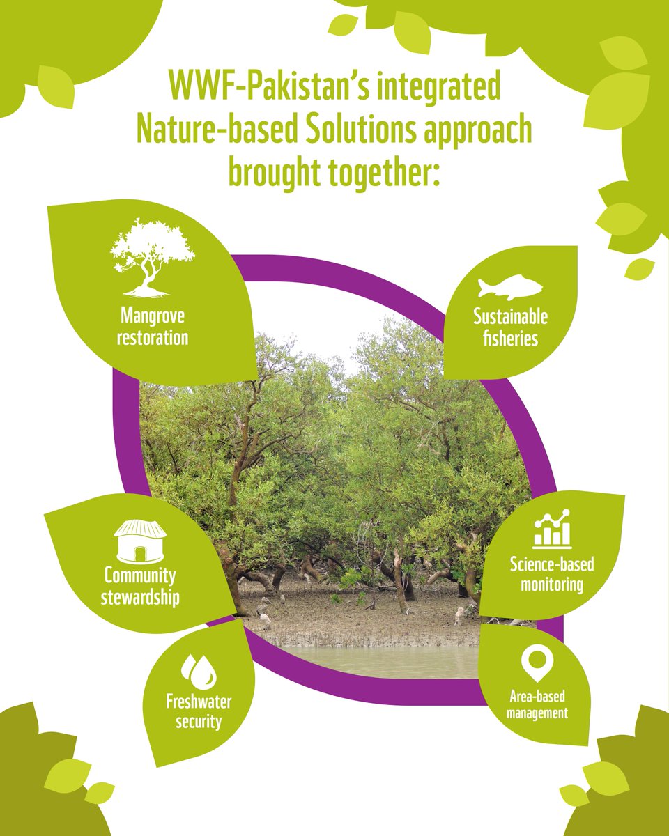 WWFPak's tweet photo. On World Mangrove Day, WWF-Pakistan celebrates a story of recovery from the Indus Delta, where restoring mangroves has meant more than planting trees.

Through an integrated Nature-based Solutions approach combining area-based management, community stewardship, restoration, sustainable fisheries, freshwater security and science-based monitoring, targeted mangrove landscapes are showing measurable signs of recovery.

GIS analysis of the BMZ-supported project areas across eight clusters recorded a 33.64% overall increase in mangrove cover between 2020 and 2025.

When ecosystems and communities are strengthened together, restoration can create lasting change.

#WorldMangroveDay #NatureBasedSolutions #IndusDelta #WWFPakistan
