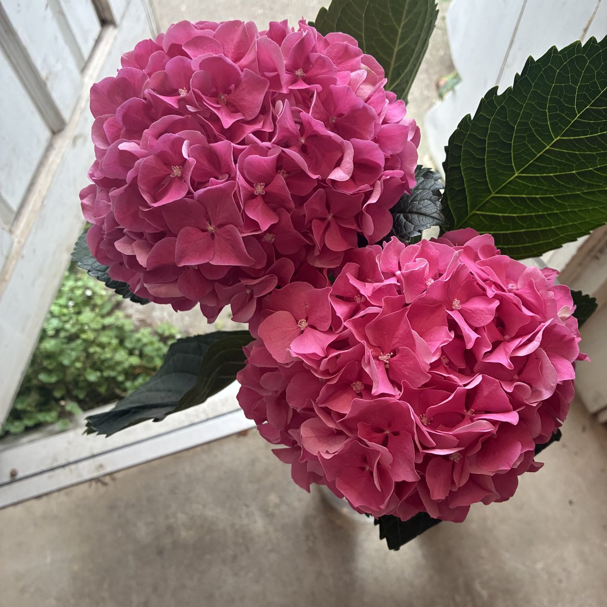 dicipeu's tweet photo. 毎日ひと花＊紫陽花『アルプスピンク』 https://t.co/eP08P9kyqE