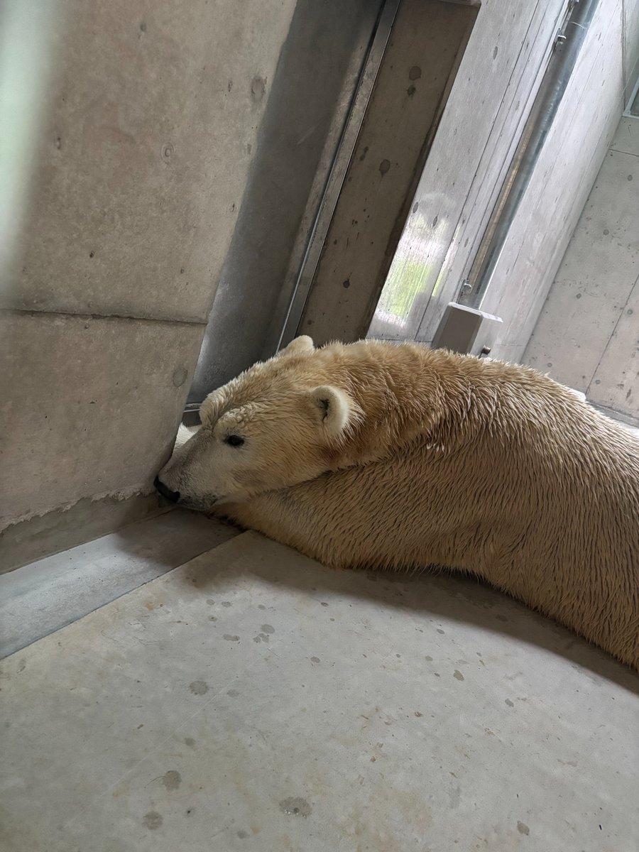TenZoo_official's tweet photo. ホウちゃんが帰ってくる寝室に夕ご飯をセットしていると、隣の部屋で待ってくれていました！
ポーラーベアコーストでの生活にも慣れてきて、放飼場に出ることと、帰ってくることをだんだん覚えてきてくれているようです😌

#約1日1ホウちゃん #ホッキョクグマ #天王寺動物園 #ホウちゃん https://t.co/uqQlw6BlIR