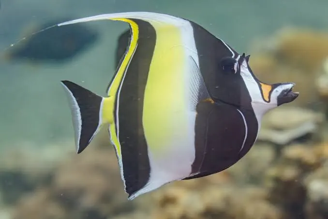 AgrarEma's tweet photo. @riley_ohrt @PlanetZooGame This is the morish idol its not the same fish that we have in the game https://t.co/t29nftSrd8
