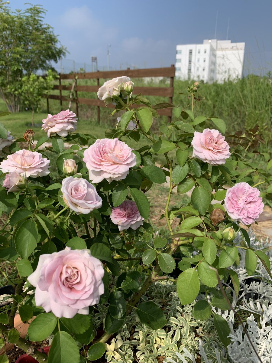 pikolynosuke's tweet photo. 連日の猛暑だけど、なぜかレヴリが大量の蕾を付けて満開に🌹暑いの得意なんだねぇ。恋いづなも頑張ってチラホラ咲いてるよ。 https://t.co/gT43xtSQsJ