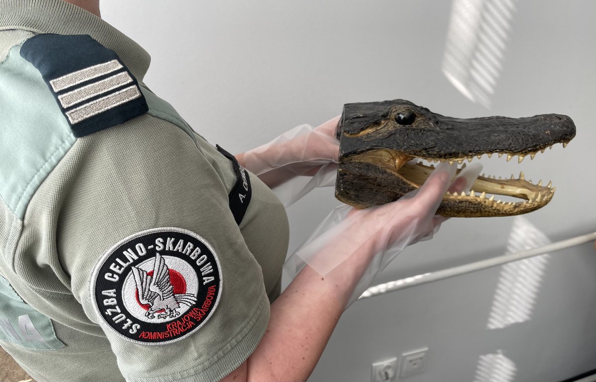 KAS_Gdansk's tweet photo. 🛃 Aligator, kusza i 32 butelki alkoholu. W przesyłce zgłoszonej jako mienie przesiedlenia z USA funkcjonariusze Służby Celno-Skarbowej @KAS_Gdansk ujawnili spreparowaną głowę aligatora, kuszę oraz 32 butelki alkoholu bez polskich znaków akcyzy.
#KASdlaWas https://t.co/TQk6cqONe4