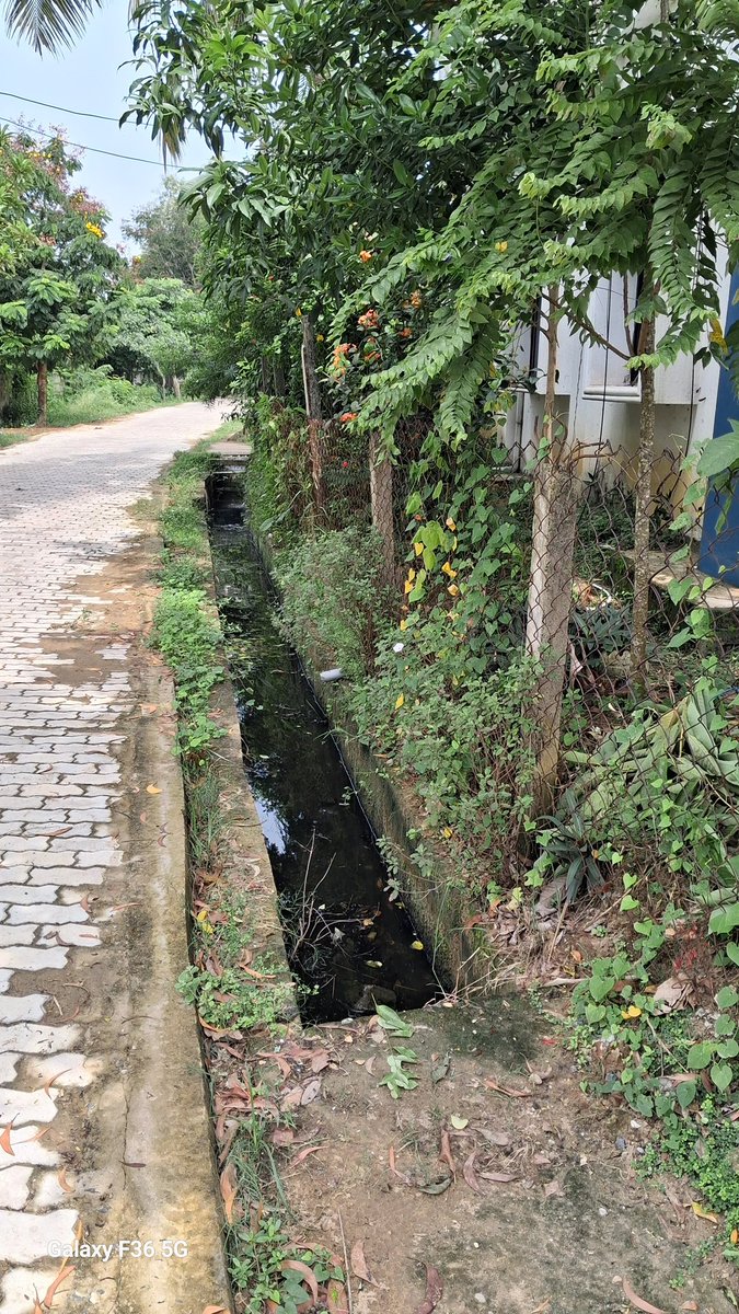 MalikRamesh's tweet photo. @BasudevpurM @ChairP_Bdp_MUN @DUDADPMUBHADRAK @DM_Bhadrak @sbmodisha @SwachhBharatGov @HUDDeptOdisha These open drains towards sishu mandir school serves as mosquito breeding place, beaides grave and iminent danger for school going children.Chairperson and executive officer are requested to look into the matter urgently. https://t.co/Q2CNSskrMF