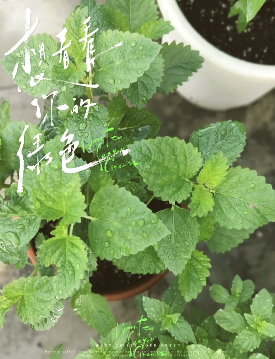 DaisyM37544's tweet photo. Turn old mason jars into stylish hanging planters! Drill holes, add macramé hangers u0026 grow herbs—zero waste, full charm https://t.co/Pa2IwbVvDw