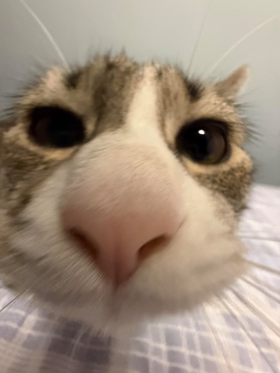 nocontextscats's tweet photo. 😚 https://t.co/MYQ0elkfbS