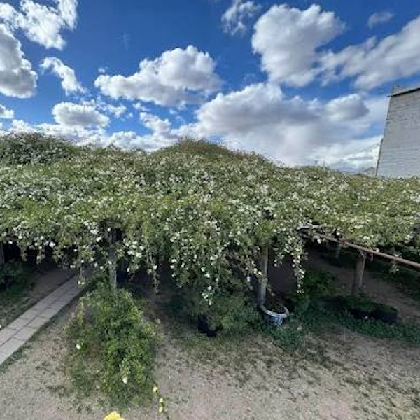 AMAZlNGNATURE's tweet photo. This single rose bush has been growing since 1885

Known as the Shady Lady, it covers about 8,000 square feet and is recognized as the world's largest rose bush https://t.co/rJ9P0978yQ